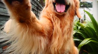 Картинка по теме - как научить щенка давать лапу