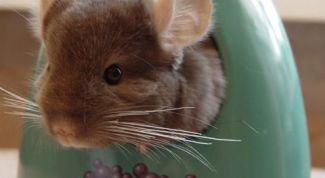 Картинка по теме - как купать шиншилл