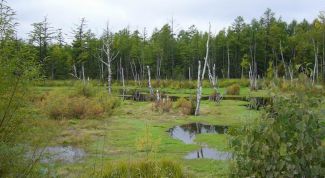 Картинка по теме - как выбраться из болота