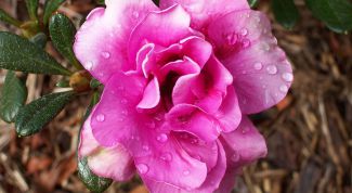 Картинка по теме - как выращивать азалию