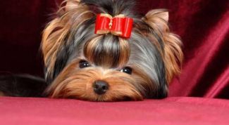 Картинка по теме - как отучить йорка кусаться