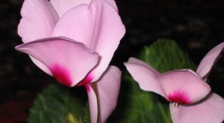 Картинка по теме - как посадить цикламен