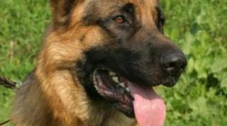 Картинка по теме - как получить документы на собаку