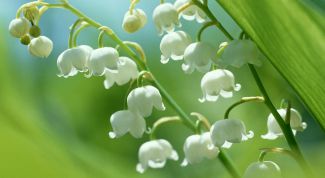 Картинка по теме - как вырастить ландыш