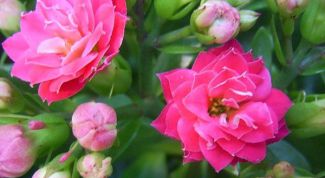 Картинка по теме - как выращивать каланхоэ