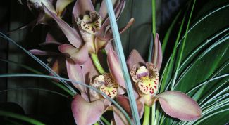 Картинка по теме - как выращивать орхидеи