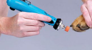 Картинка по теме - как обрезать ногти собаке