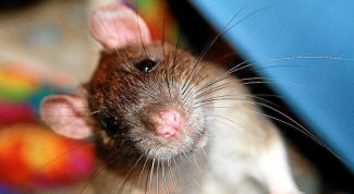Картинка по теме - как сделать клетку для крысы