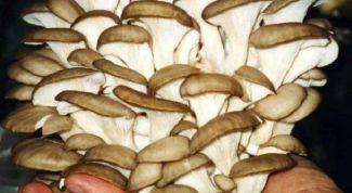 Картинка по теме - как развести вешенки