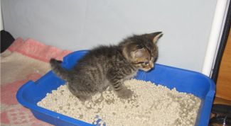 Картинка по теме - как приручить котенка к лотку