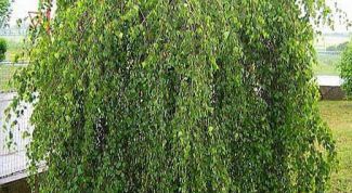 Картинка по теме - как пересадить берёзу