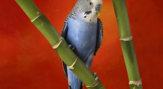 Картинка по теме - как приручить взрослого волнистого попугая