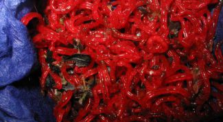 Картинка по теме - как хранить мотыля