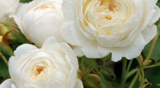 Картинка по теме - как вырастить розы в саду