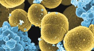 Картинка по теме - как понизить уровень лейкоцитов в крови