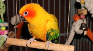 Картинка по теме - как выбрать здорового попугая