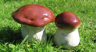 Картинка по теме - как посеять грибы