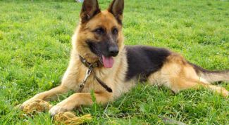 Картинка по теме - как дрессировать щенка немецкой овчарки