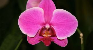 Картинка по теме - как спасти фаленопсис