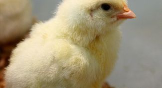 Картинка по теме - как содержать бройлеров
