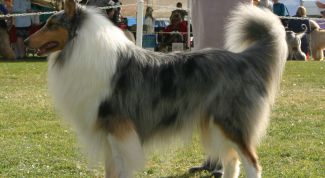 Картинка по теме - как научить собаку ходить рядом