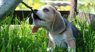 Картинка по теме - как приучить щенка гулять