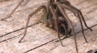 Картинка по теме - как избавиться от пауков в квартире