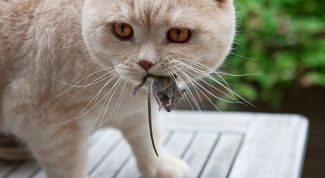 Картинка по теме - как поймать мышь в доме