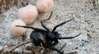 Картинка по теме - как избавиться от пауков в доме