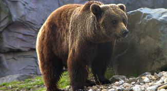 Картинка по теме - как научиться рисовать медведя