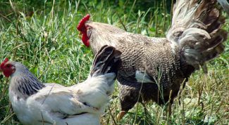 Картинка по теме - как отличить петуха от курицы