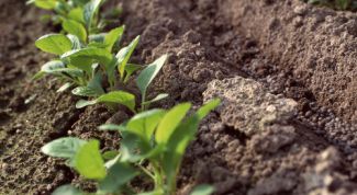 Картинка по теме - как спланировать грядки