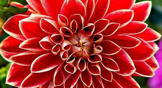 Картинка по теме - как сохранить георгины