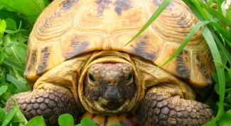 Картинка по теме - как определить возраст сухопутной черепахи