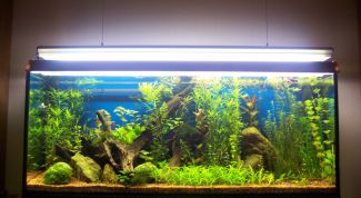 Картинка по теме - как заполнить аквариум