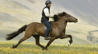 Картинка по теме - как надевать уздечку