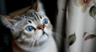 Картинка по теме - как получить ветеринарное свидетельство