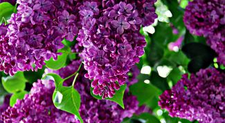 Картинка по теме - как вырастить сирень