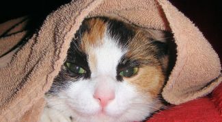 Картинка по теме - как лечить мочекаменную болезнь у кошек