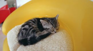 Картинка по теме - как приучить котенка к домику