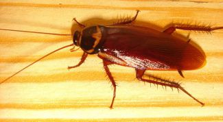Картинка по теме - как избавить от тараканов