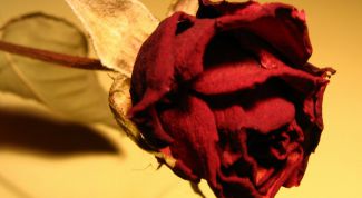 Картинка по теме - как сушить растения