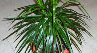 Картинка по теме - как вылечить драцену