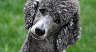 Картинка по теме - как воспитывать пуделя