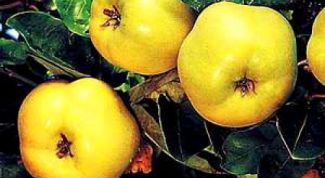 Картинка по теме - как запекать айву