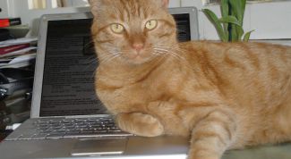 Картинка по теме - как защитить flash