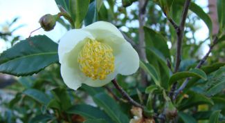 Картинка по теме - как вырастить чай дома