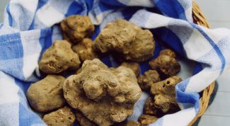 Картинка по теме - как искать трюфели