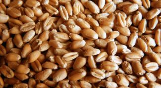 Картинка по теме - как вырастить проростки