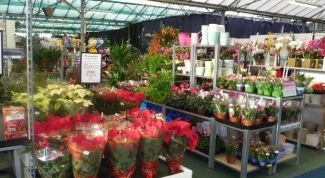 Картинка по теме - как открыть садовый центр